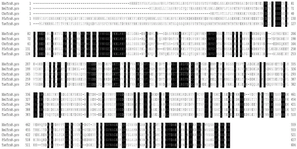 Babesia microti thioredoxin reductase molecule, and gene and applications thereof