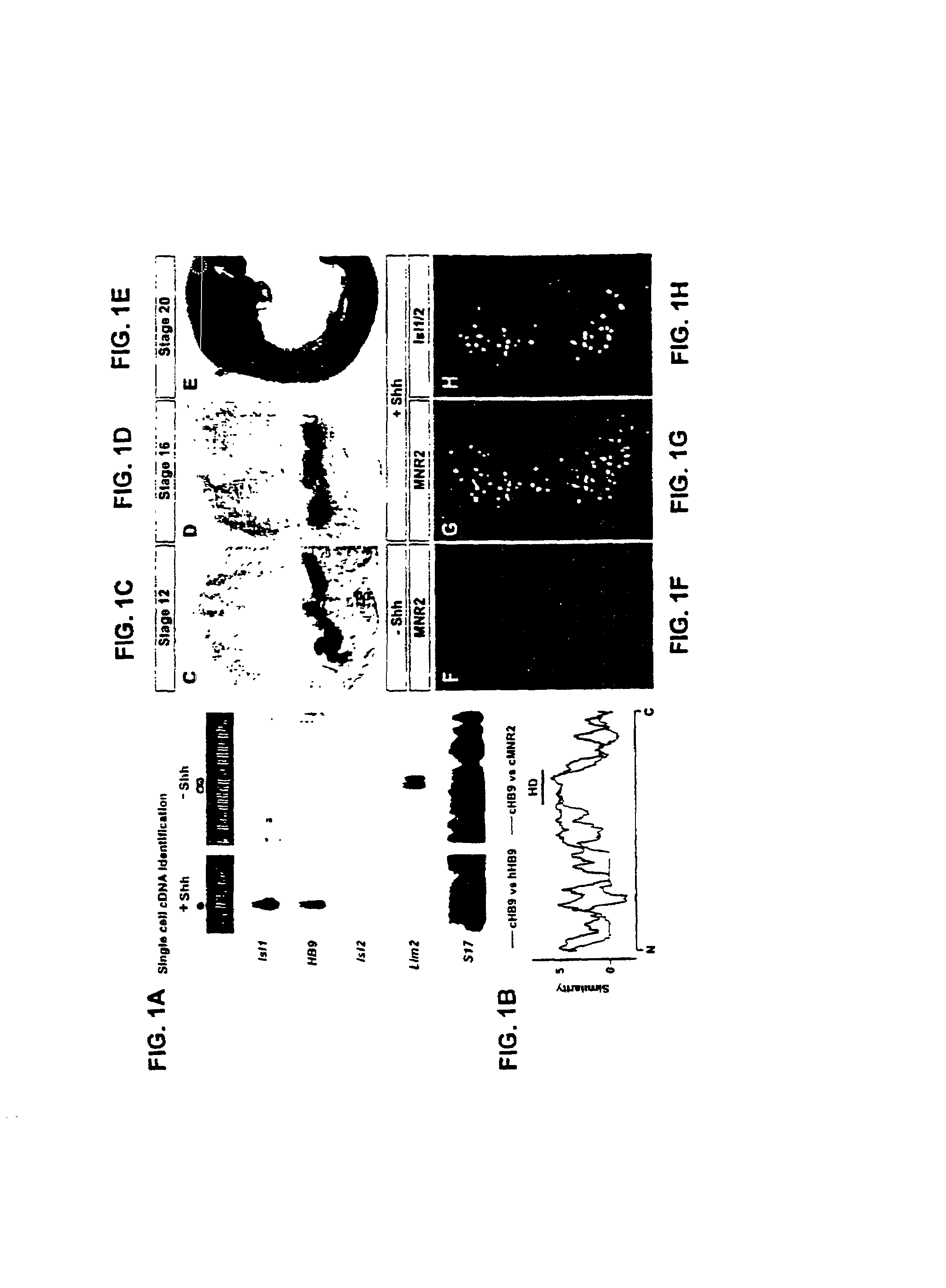 Gene encoding MNR2 and uses thereof