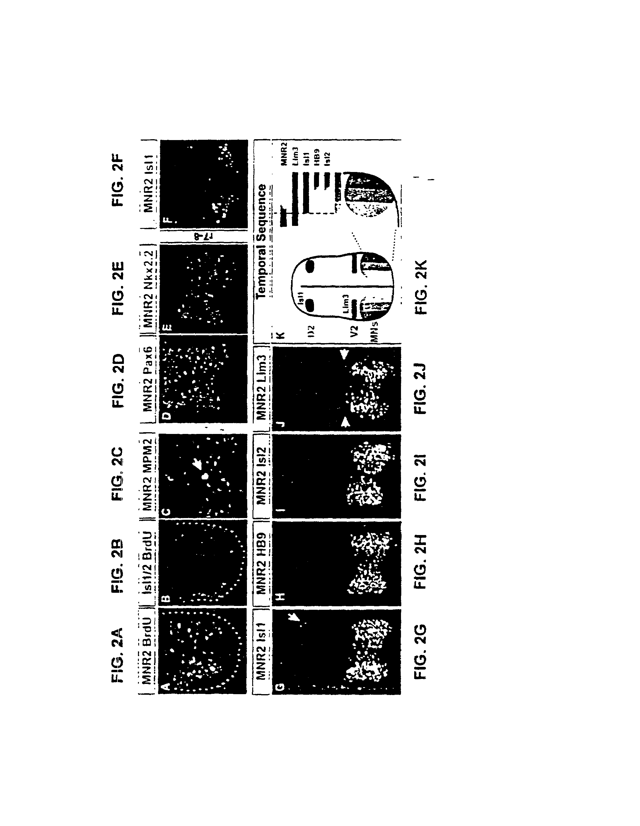 Gene encoding MNR2 and uses thereof