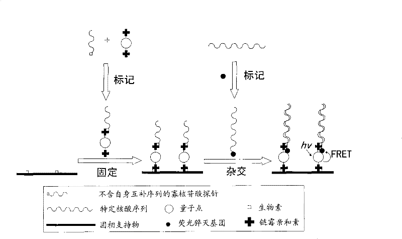 Nucleic acid sensor based on quantum dots and preparation method and detection method thereof