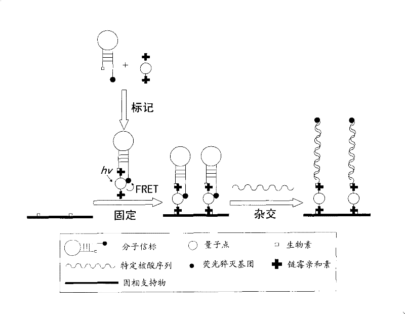 Nucleic acid sensor based on quantum dots and preparation method and detection method thereof