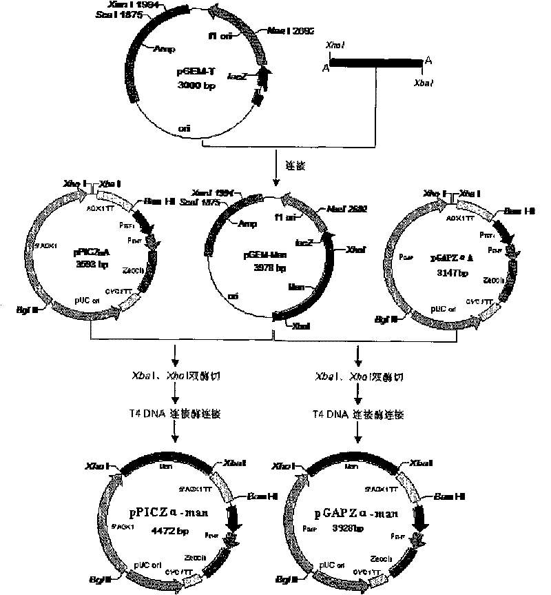 Acid beta-mannase, genes, engineering bacteria and structure thereof