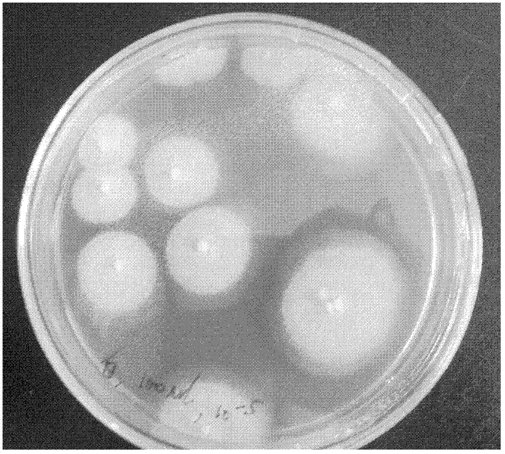 Amora-producing Geotrichum candidum strain of high-yield exopolysaccharides, exopolysaccharides and volatile flavor compounds