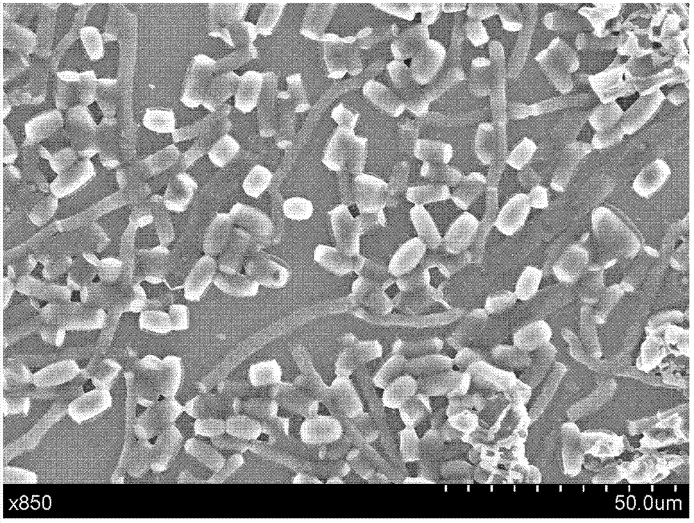 Amora-producing Geotrichum candidum strain of high-yield exopolysaccharides, exopolysaccharides and volatile flavor compounds