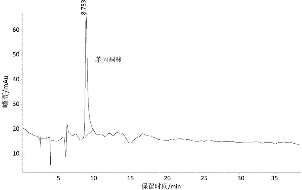 Method of preparing chiral phenylalanine by catalysis and asymmetric reduction of marine strain