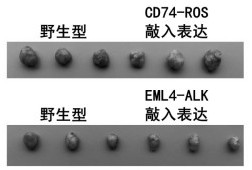 Lung cancer fusion gene nucleic acid detection quality control product based on CRSIPR-Cas9 technology and preparation method thereof