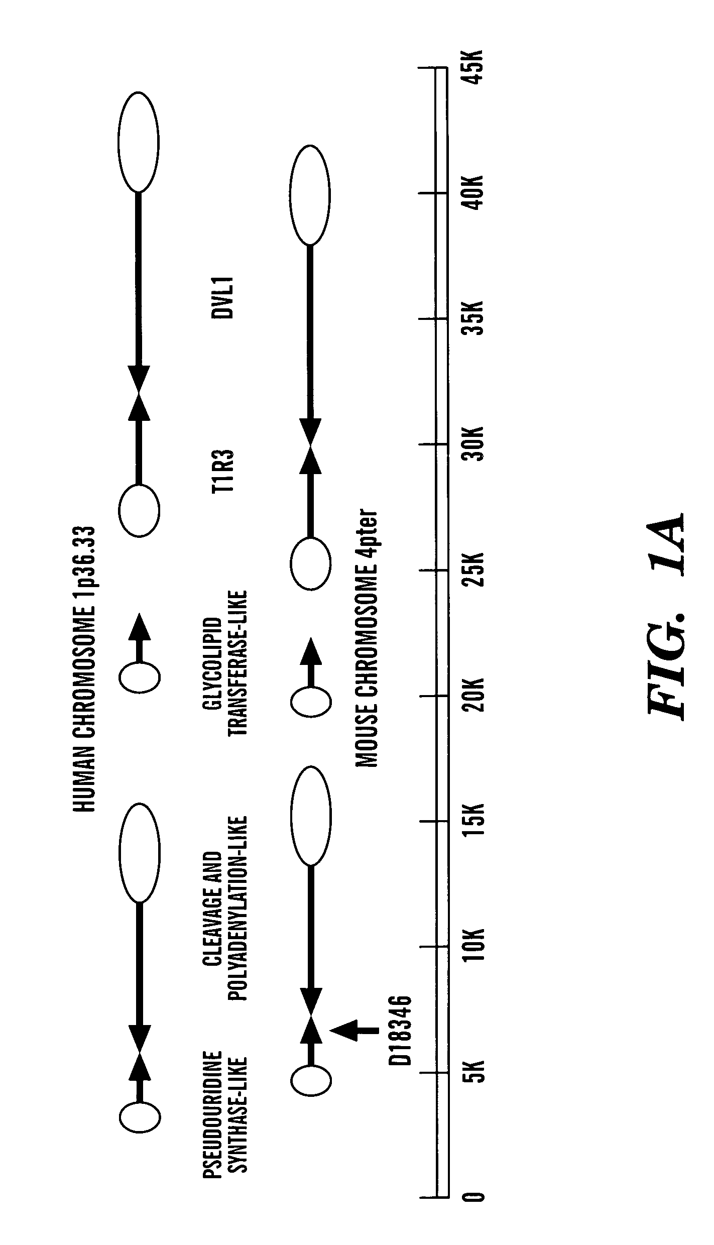 T1R3 transgenic animals, cells and related methods