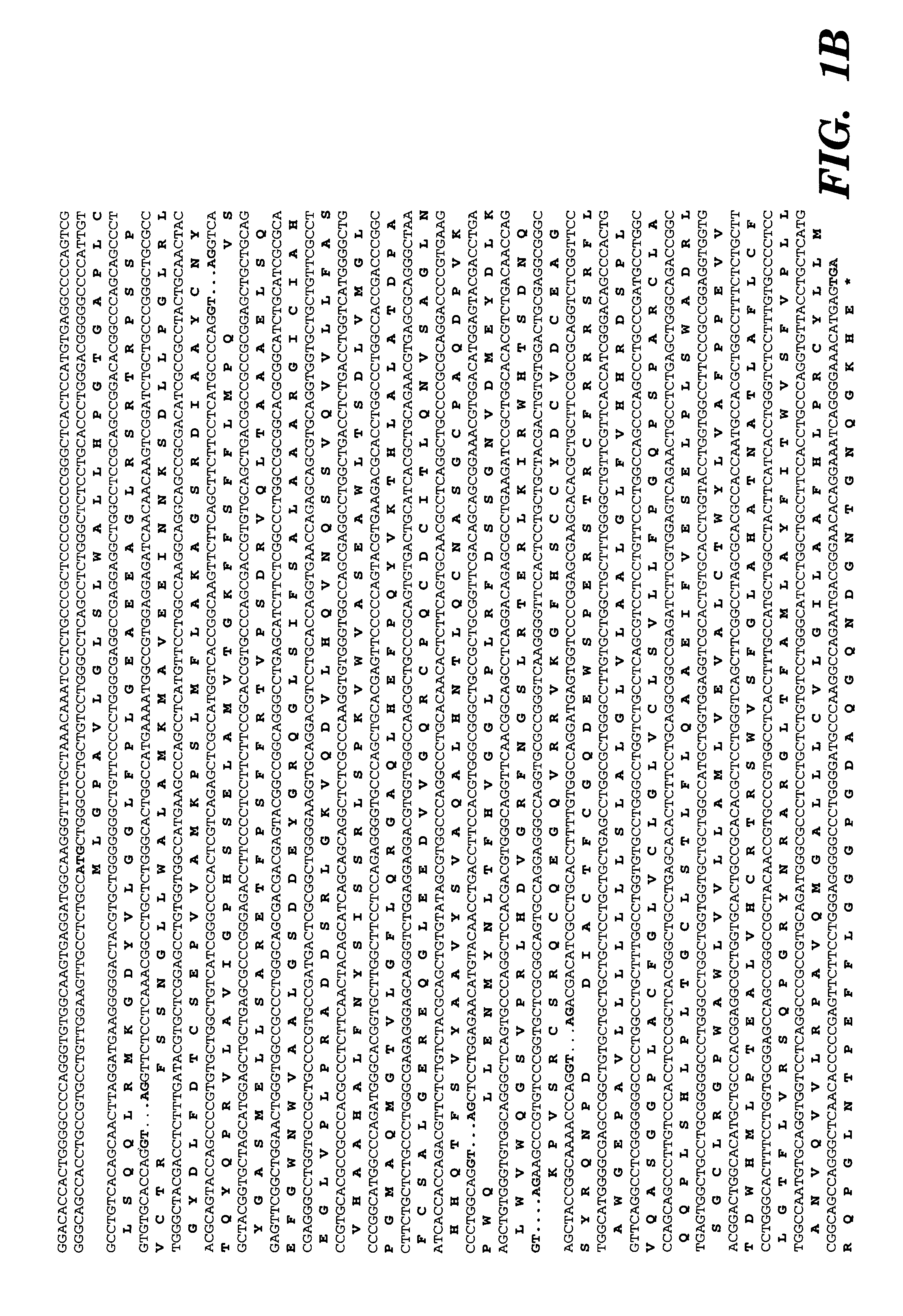 T1R3 transgenic animals, cells and related methods