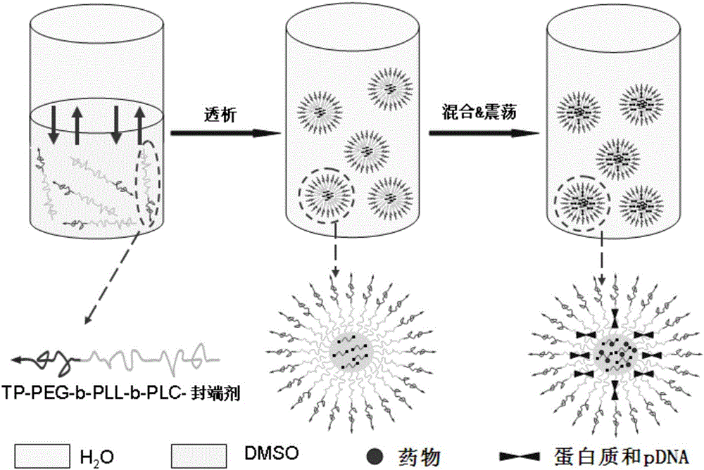 A kind of intelligent polycation nanocarrier, its preparation method and application