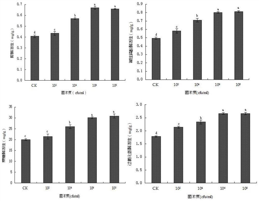 A method for improving salt-alkali tolerance of corn seedlings and improving the physical and chemical properties of corn seedling rhizosphere soil