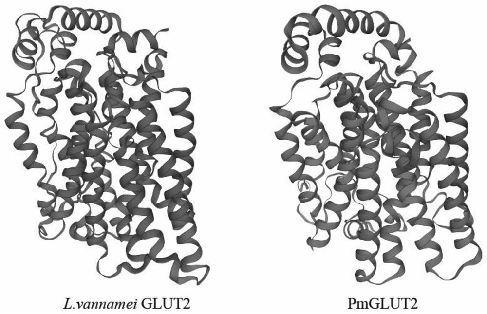 Penaeus monodon Pm GLUT2 gene and application thereof