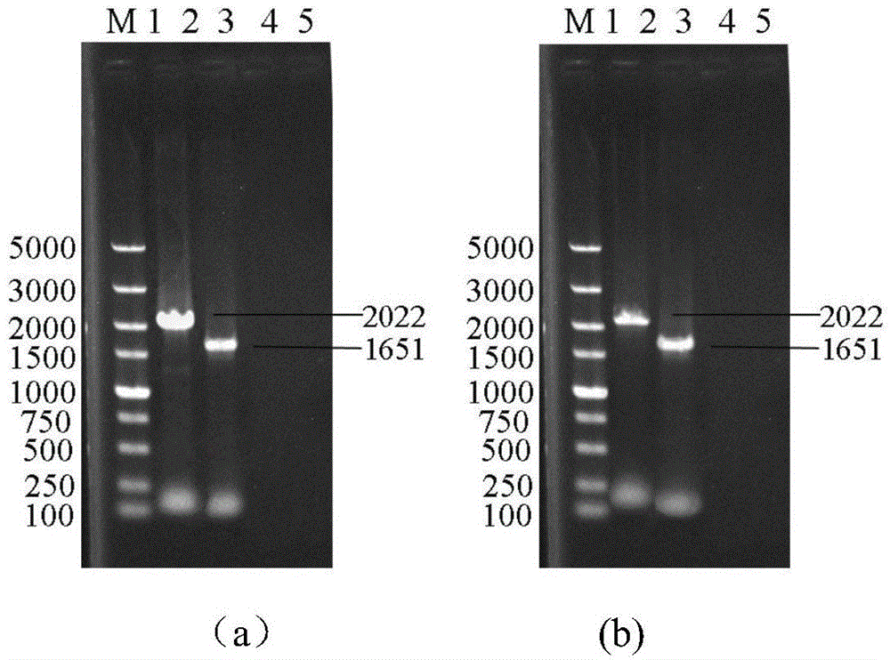 Saccharomyces cerevisiae capable of reducing biogenic amine in yellow rice wine and its construction method and application