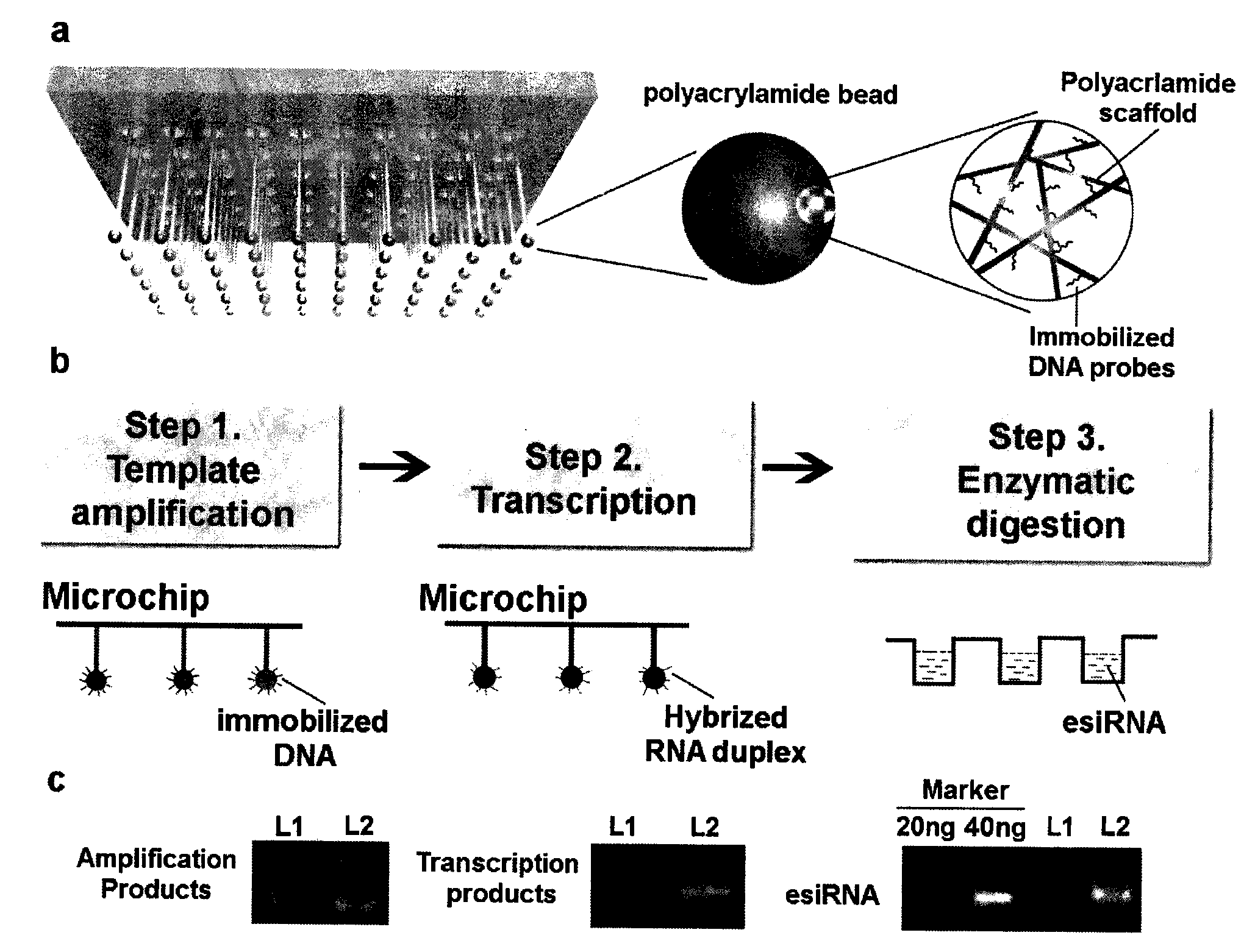 Method for simply and quickly preparing ready-to-use esiRNA