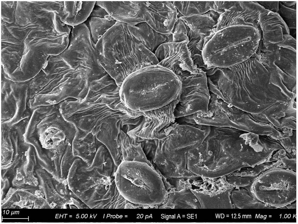 Microscopic slide preparation method for observing characteristics of lower surface of folium artemisiae argyi