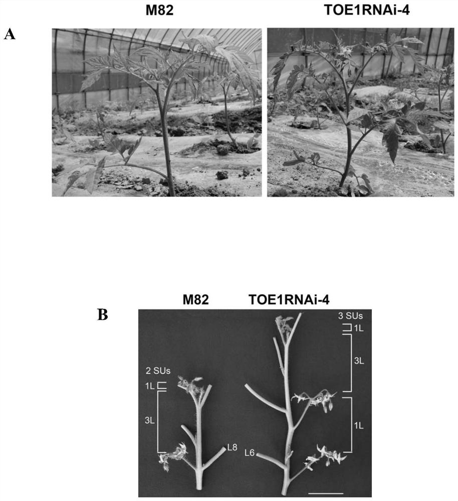 Application of sltoe1 Gene in Regulating Tomato Flowering Time and Yield
