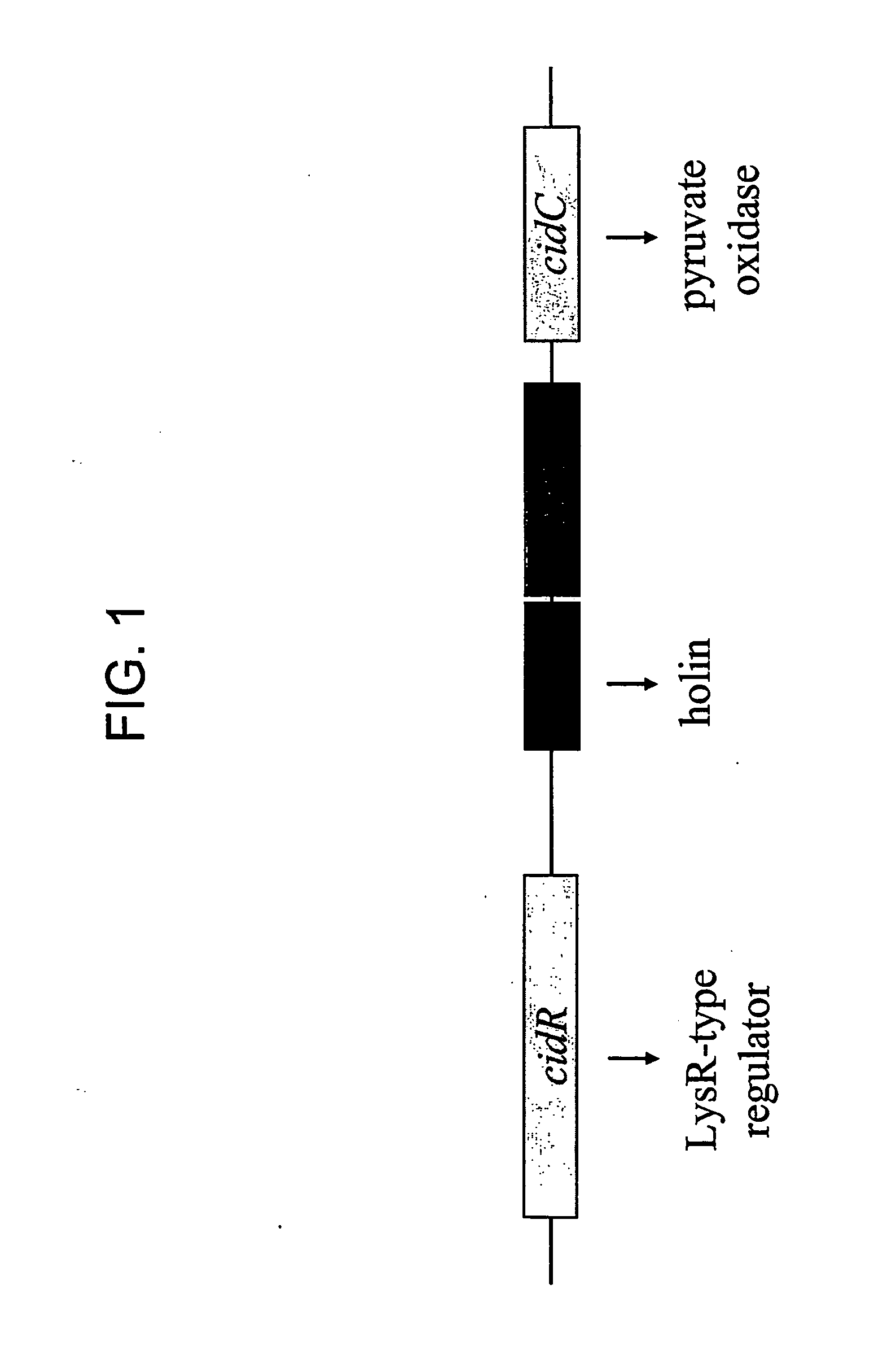 Methods for Altering Acetic Acid Production and Enhancing Cell Death in Bacteria