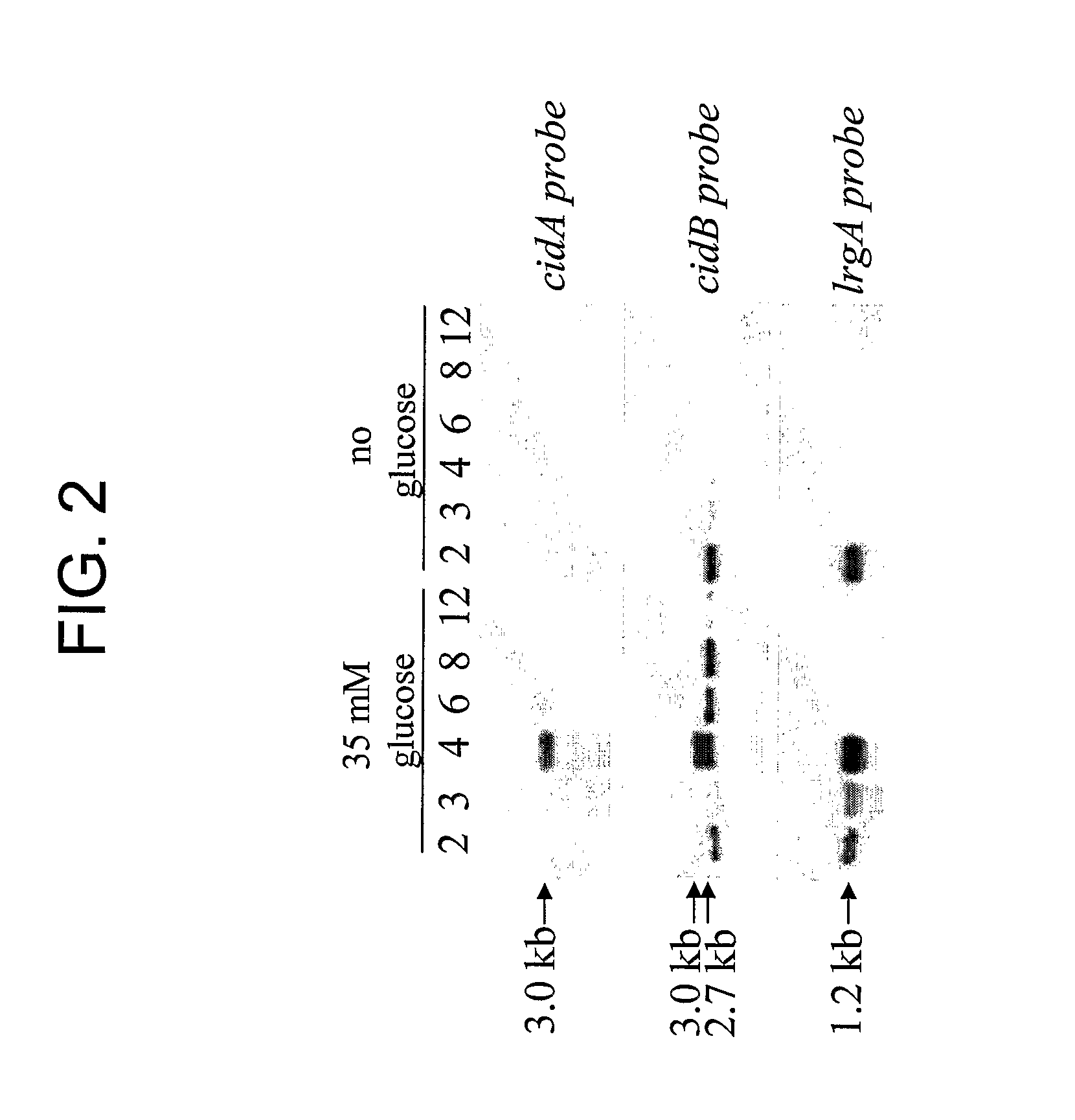Methods for Altering Acetic Acid Production and Enhancing Cell Death in Bacteria
