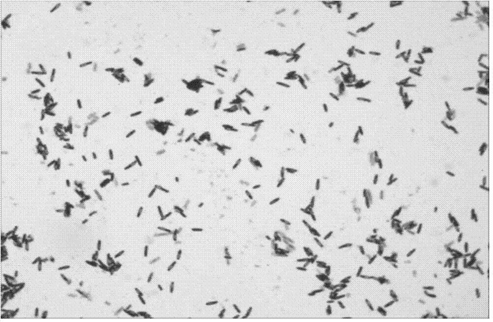 Bacillus licheniformis UTM107 producing high-temperature-resistant keratinase and application thereof