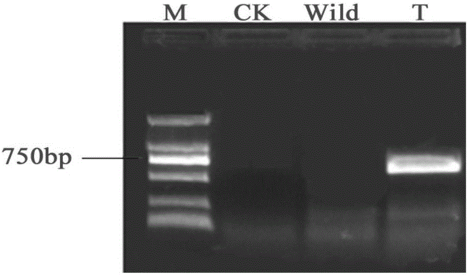 Brown cotton fiber procyanidine transfer-related GST protein gene and application thereof