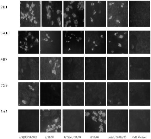 Hybridoma cell line secreting foot-and-mouth disease virus non-structural protein monoclonal antibody 3A10, and application thereof