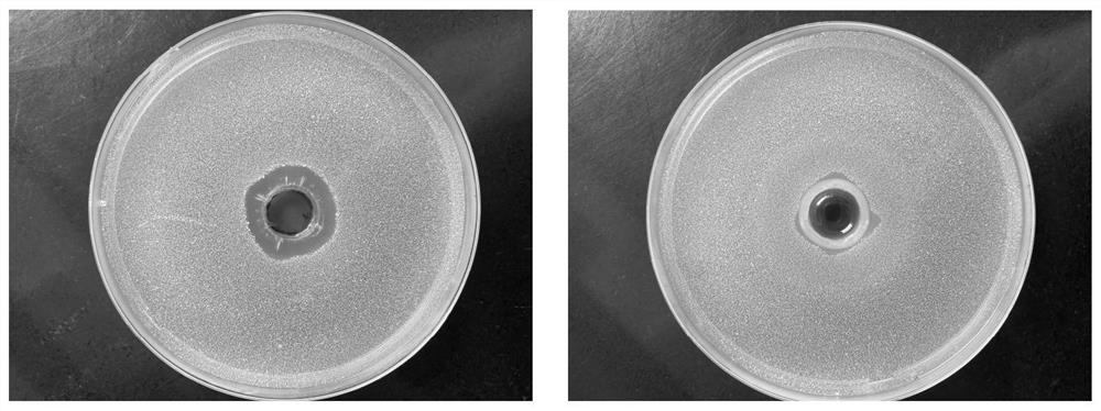 Preparation method and application of lactoferrin peptide enzymatic hydrolysate with antibacterial activity