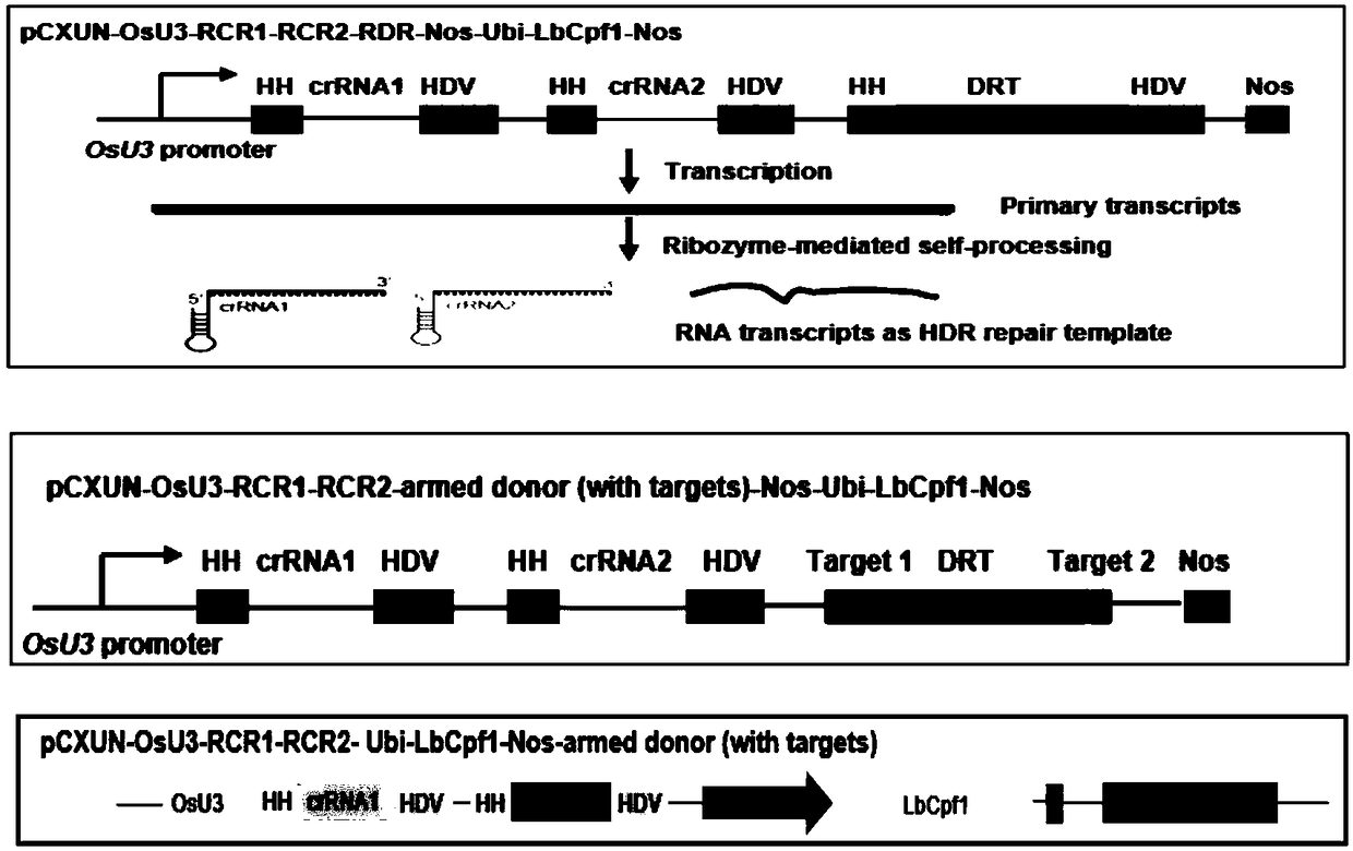 CRISPR/Cpf1 system-mediated homologous recombination method using RNA transcript as repair template