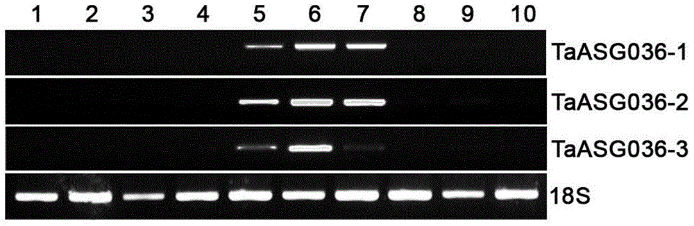 Identification and applications of plant anther-specific expression promoter pTaASG036