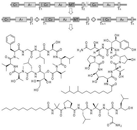 Novel non-ribosome polypeptide synthetase resolution expression method