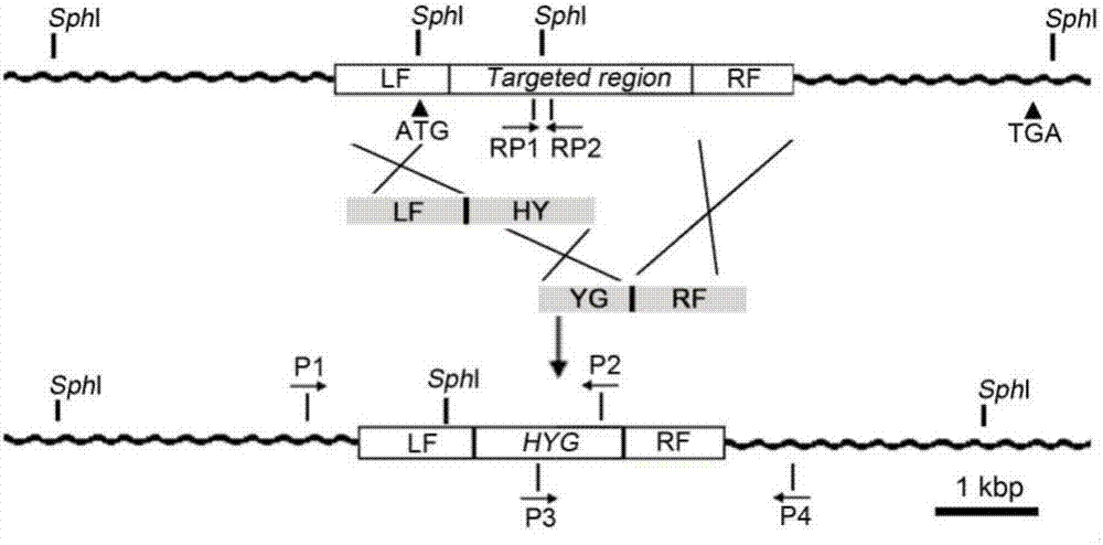 Pathogenicity gene MoSNT2 from magnaporthe oryzae and application thereof