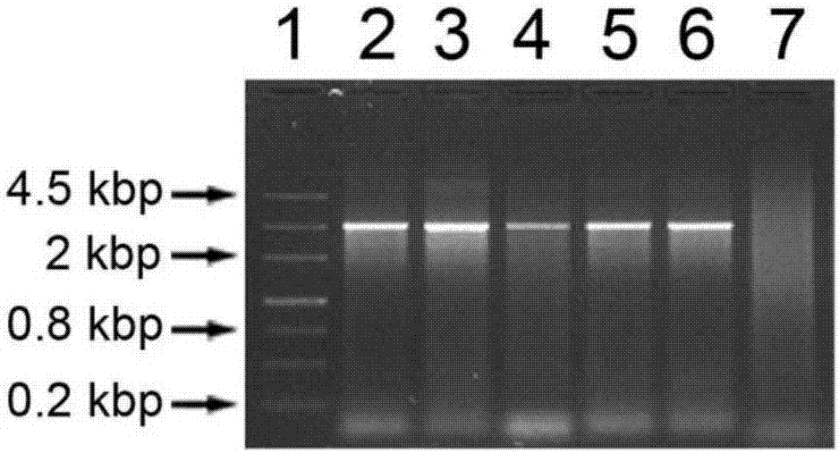 Pathogenicity gene MoSNT2 from magnaporthe oryzae and application thereof