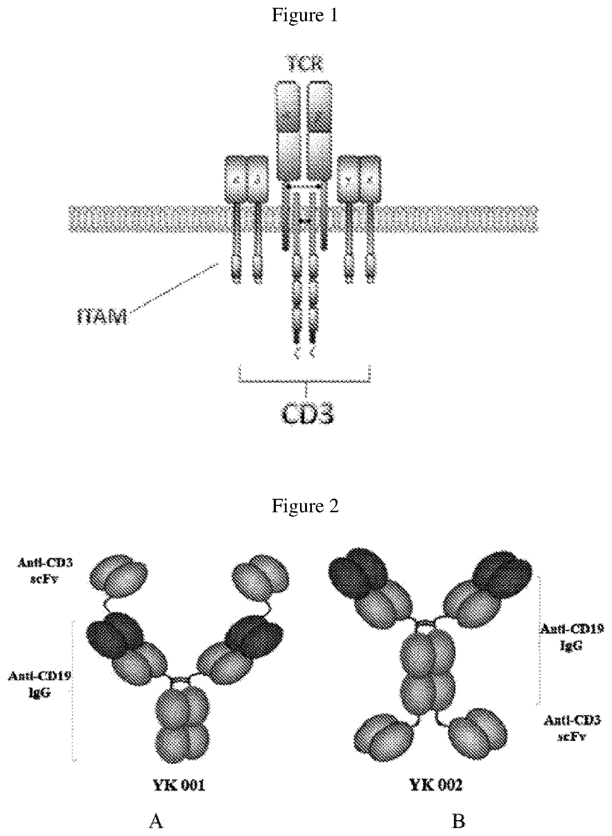 Bispecific antibody, preparation method thereof and application thereof