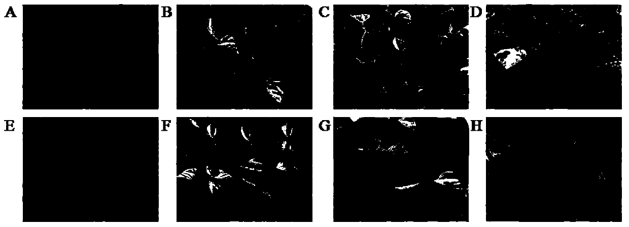 A method for identification and evaluation of cold resistance of red bean