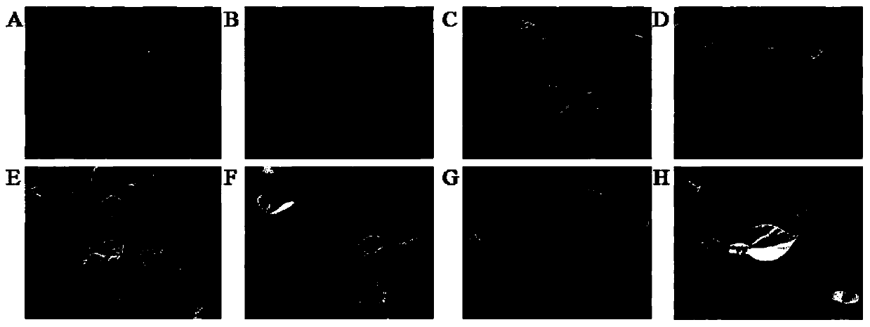 A method for identification and evaluation of cold resistance of red bean