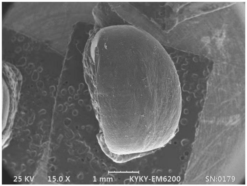 Seaweed master batch and manufacturing method of EVA foam