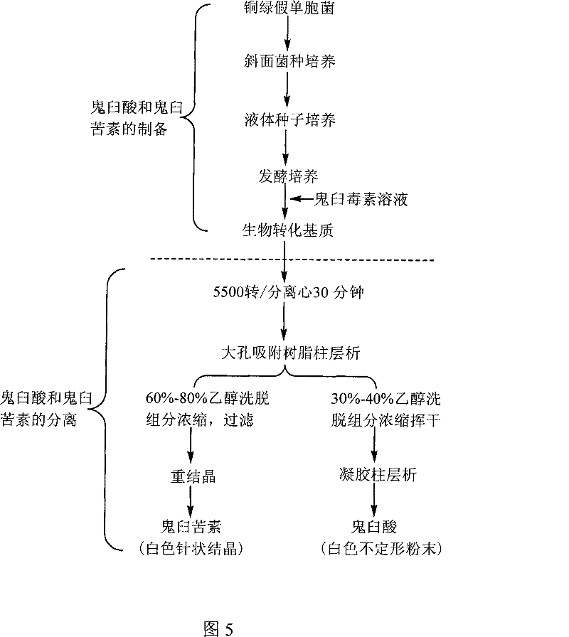 Method for converting podophyllinic acid lactone into podophyllic acid and picropodophyllin