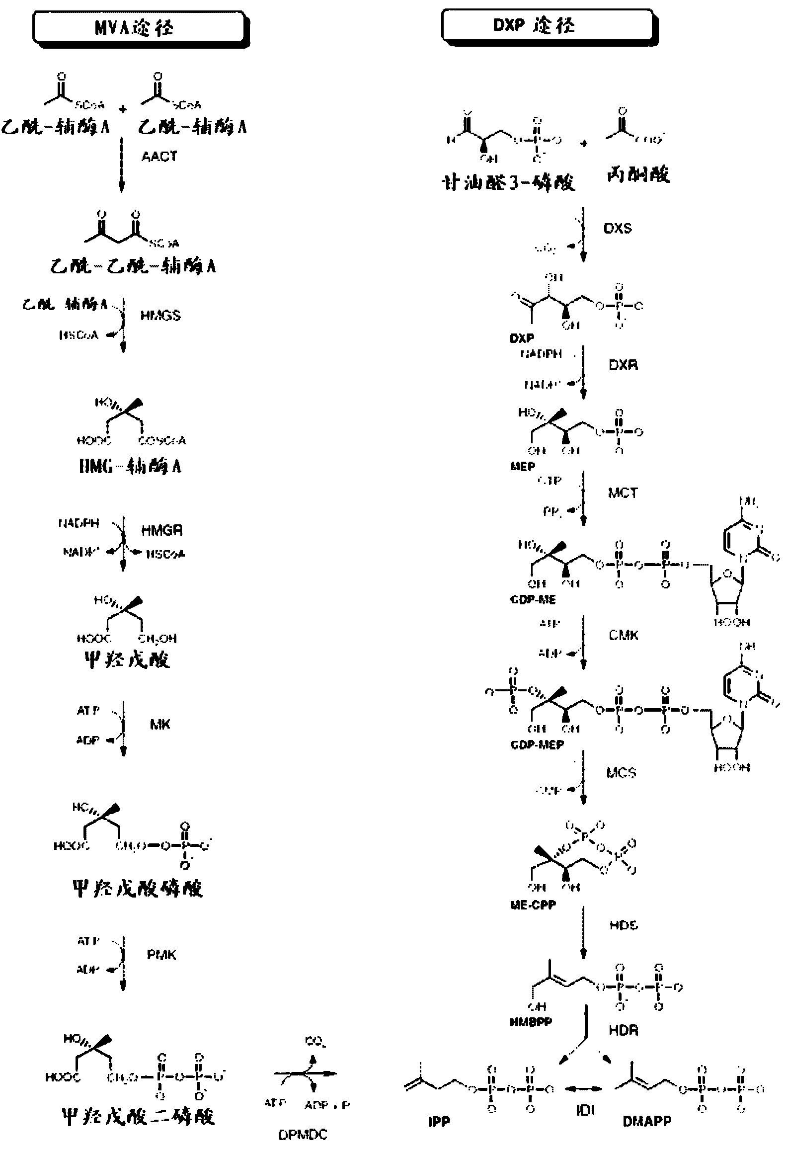 Three-dimensional structure of isoprene synthase and its use thereof for generating variants