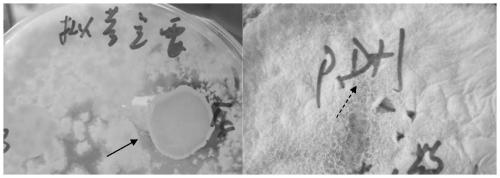 Bacillus subtilis for inhibiting phomopsis and application thereof