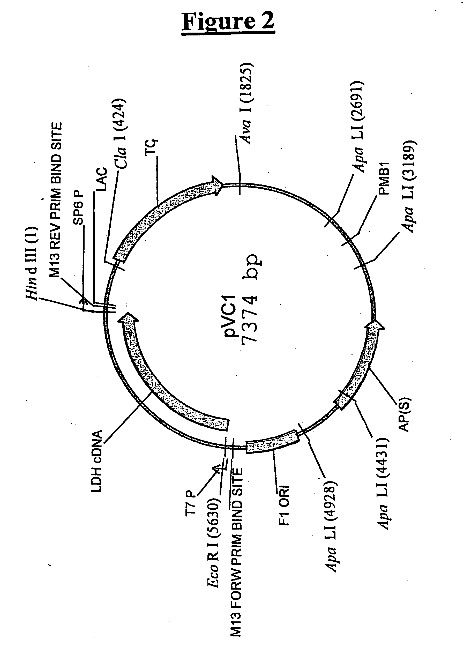 Yeast strains for the production of lactic acid