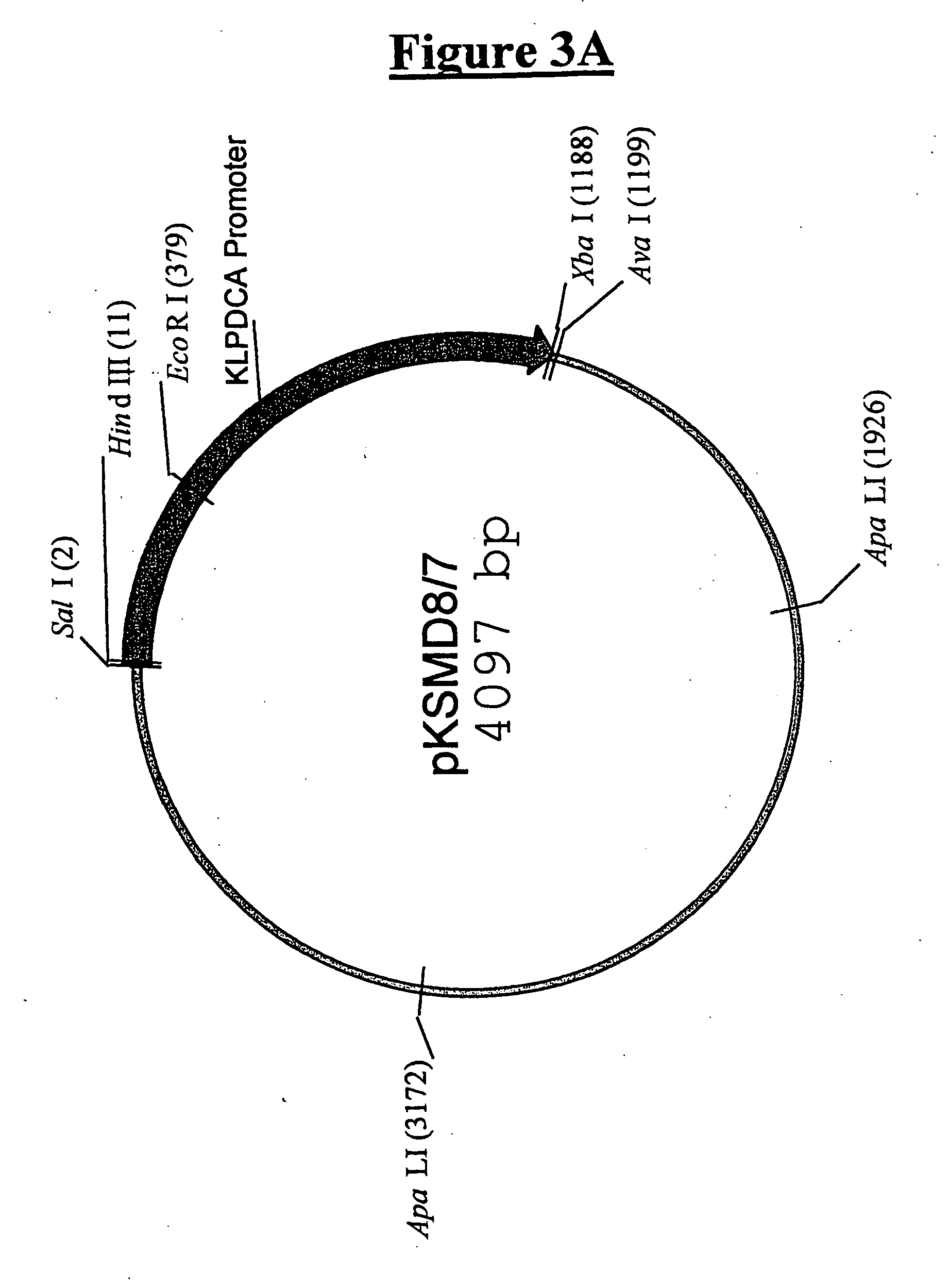 Yeast strains for the production of lactic acid