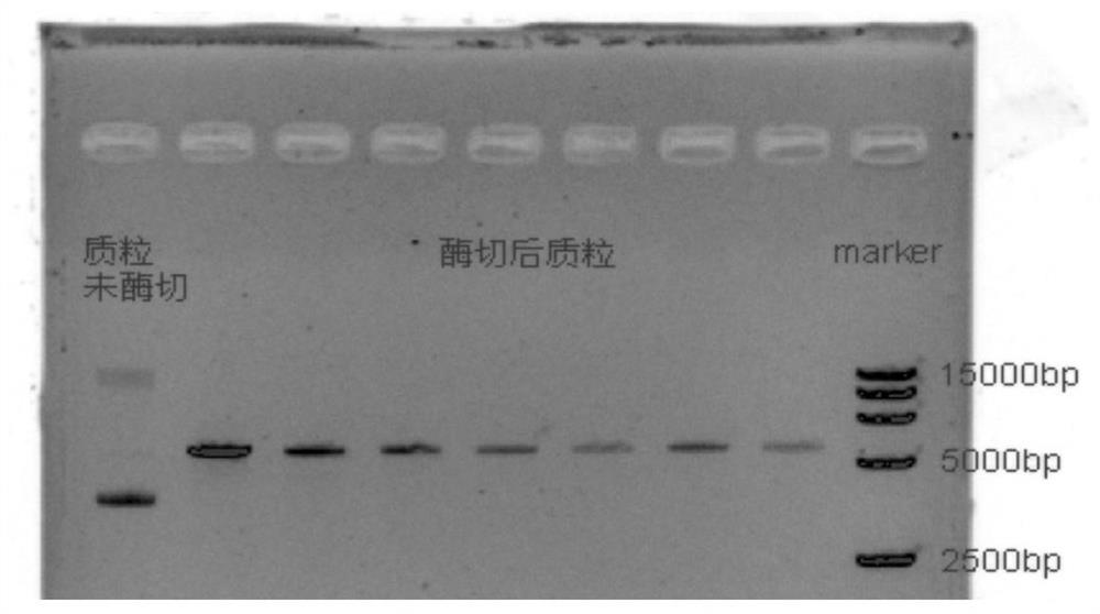 Method for Recombinant Expression and Purification of Vitellogenin in Channa sinensis