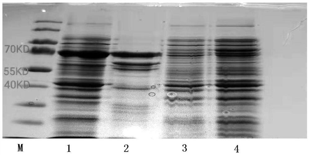 Method for Recombinant Expression and Purification of Vitellogenin in Channa sinensis
