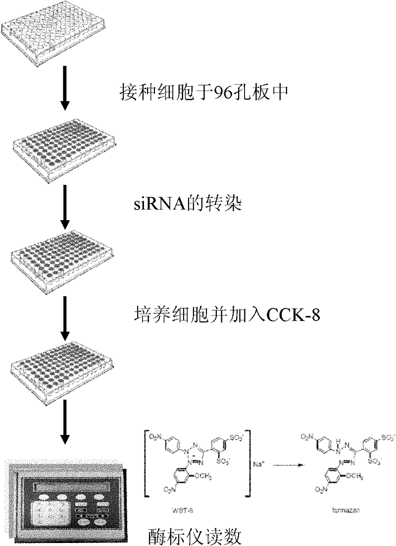 Application of TRIM28 gene and its expression product