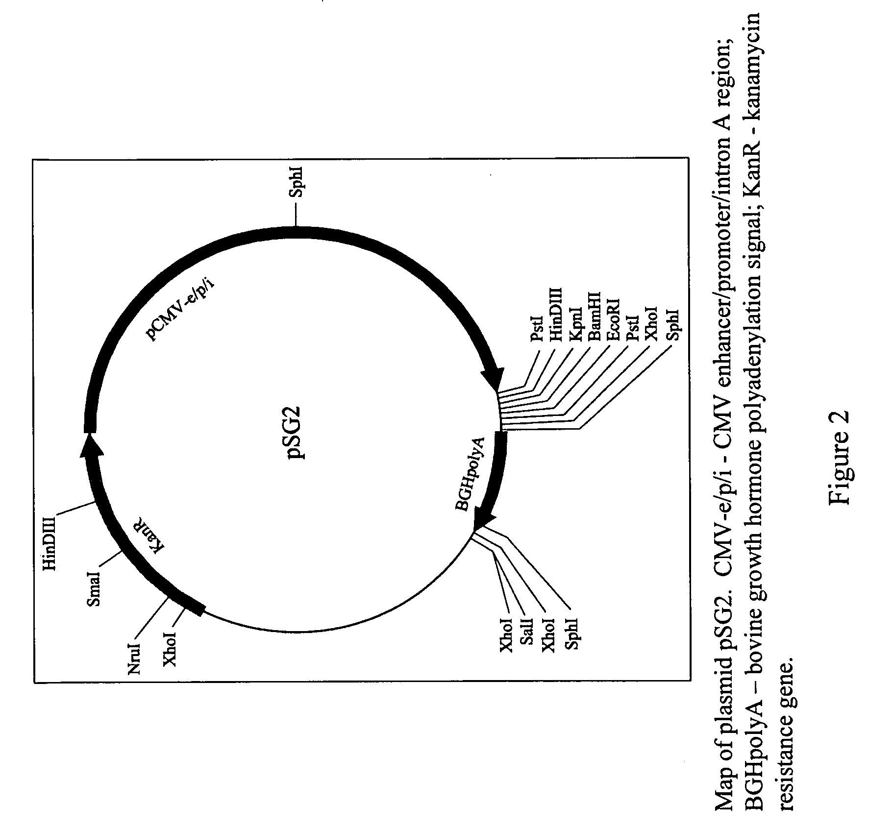 Compositions for inducing an immune response against hepatitis B