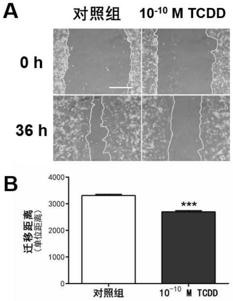 Application of dioxin in inhibition of cell migration