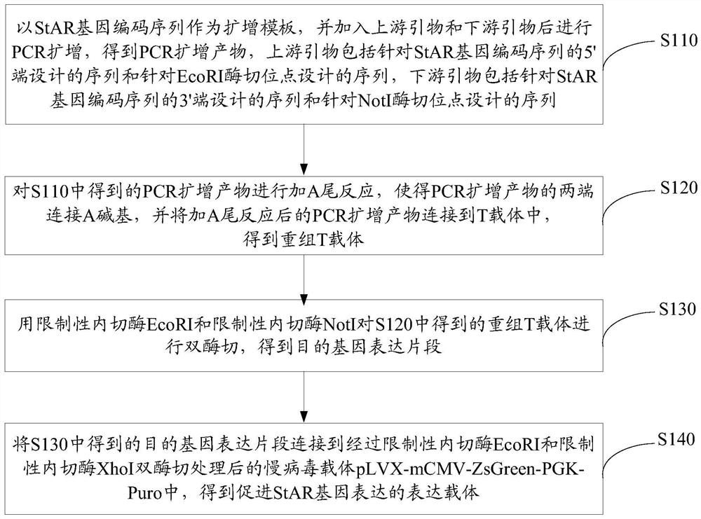 Expression vector for promoting star gene expression and its construction method and application