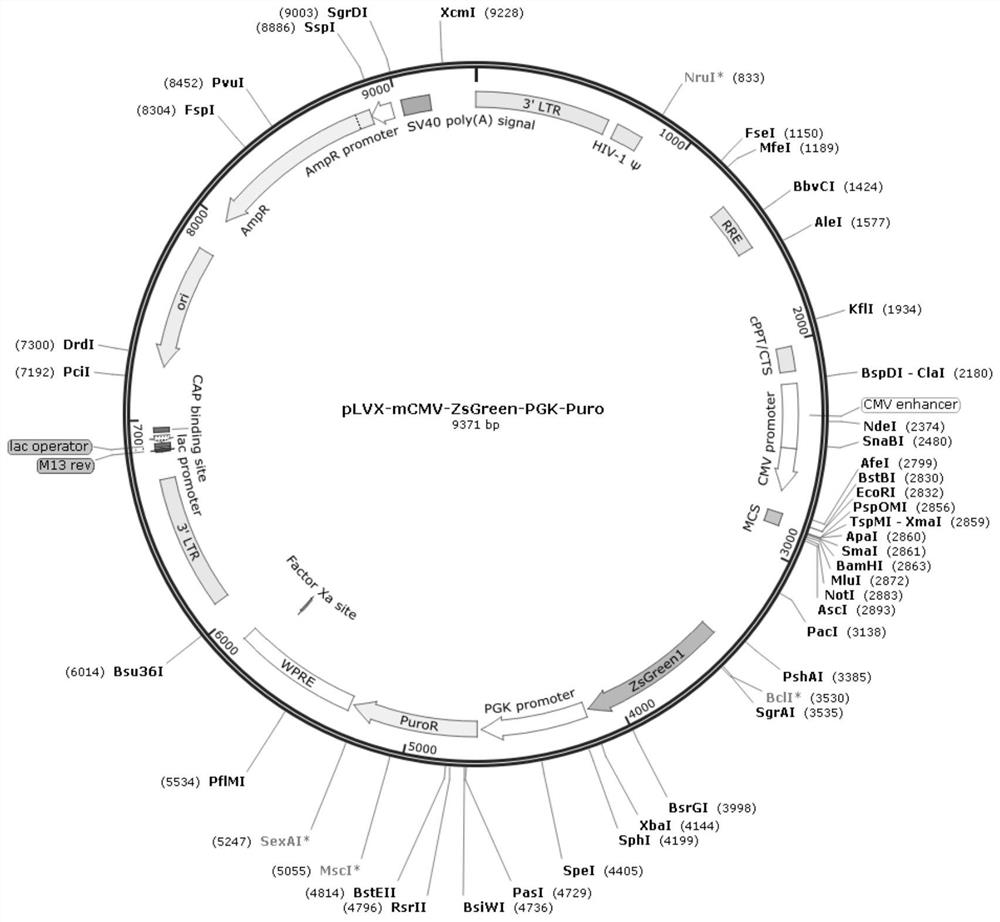 Expression vector for promoting star gene expression and its construction method and application