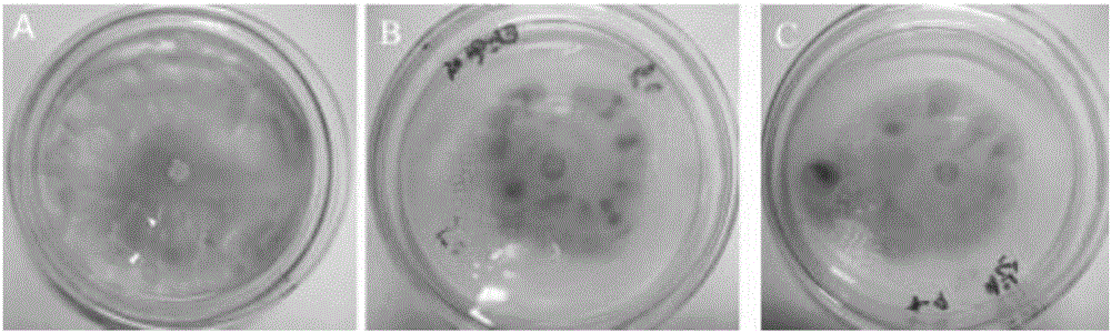 Novel bacterial QS (quorum sensing) inhibitors and antibacterial application thereof