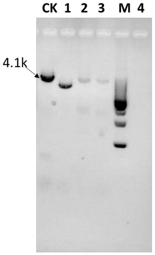 Genetically engineered bacterium with high yield of trans-aconitic acid as well as construction method and application of genetically engineered bacterium