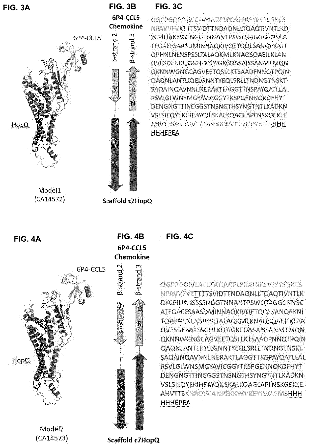 Fusion proteins comprising a cytokine and scaffold protein
