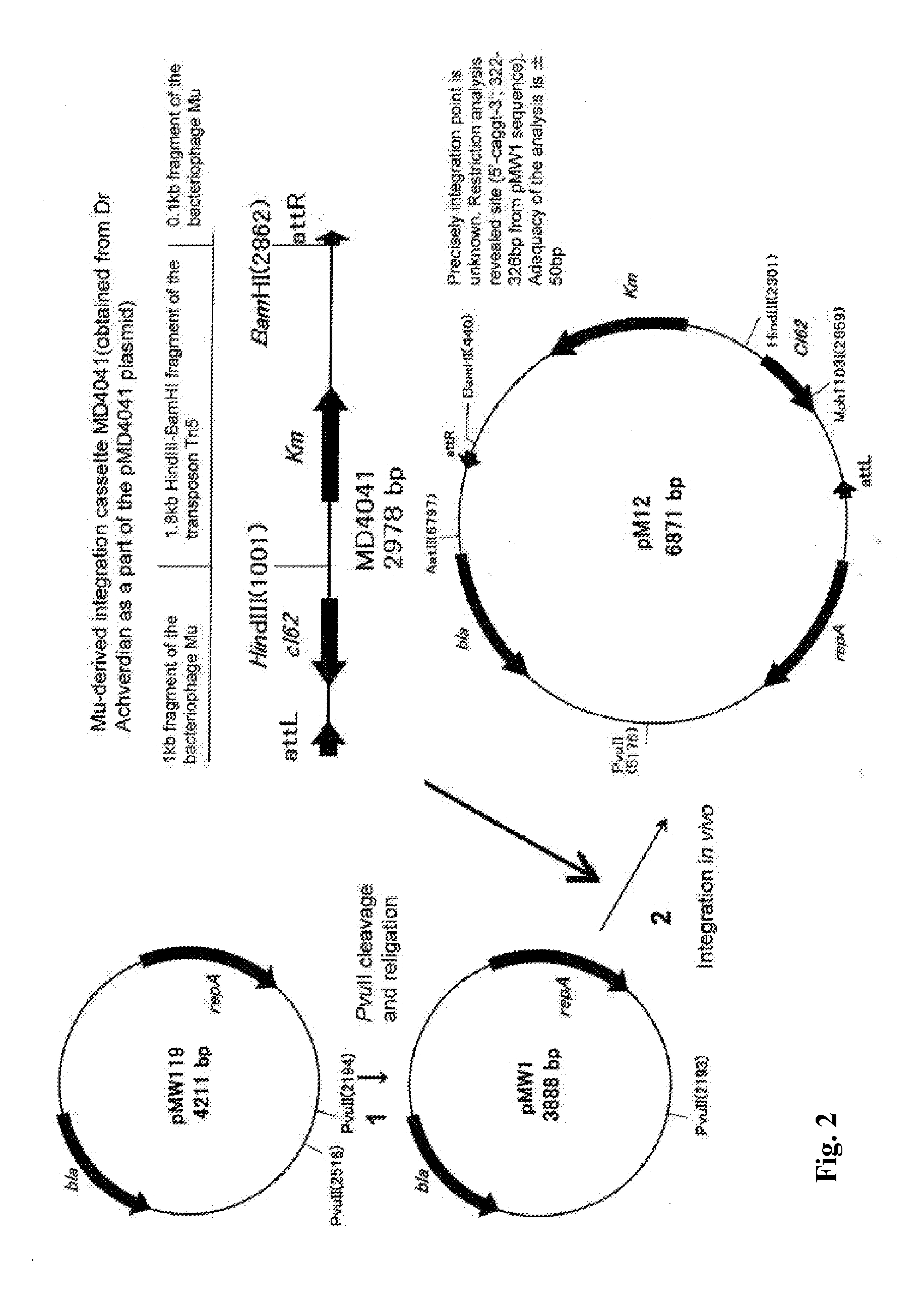 Method for producing an l-cysteine, l-cystine, a derivative or precursor thereof or a mixture thereof using a bacterium of enterobacteriaceae family